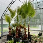 Mexická palma (Washingtonia robusta) – výška 200-250 cm, kont. C70L (-4°C) 